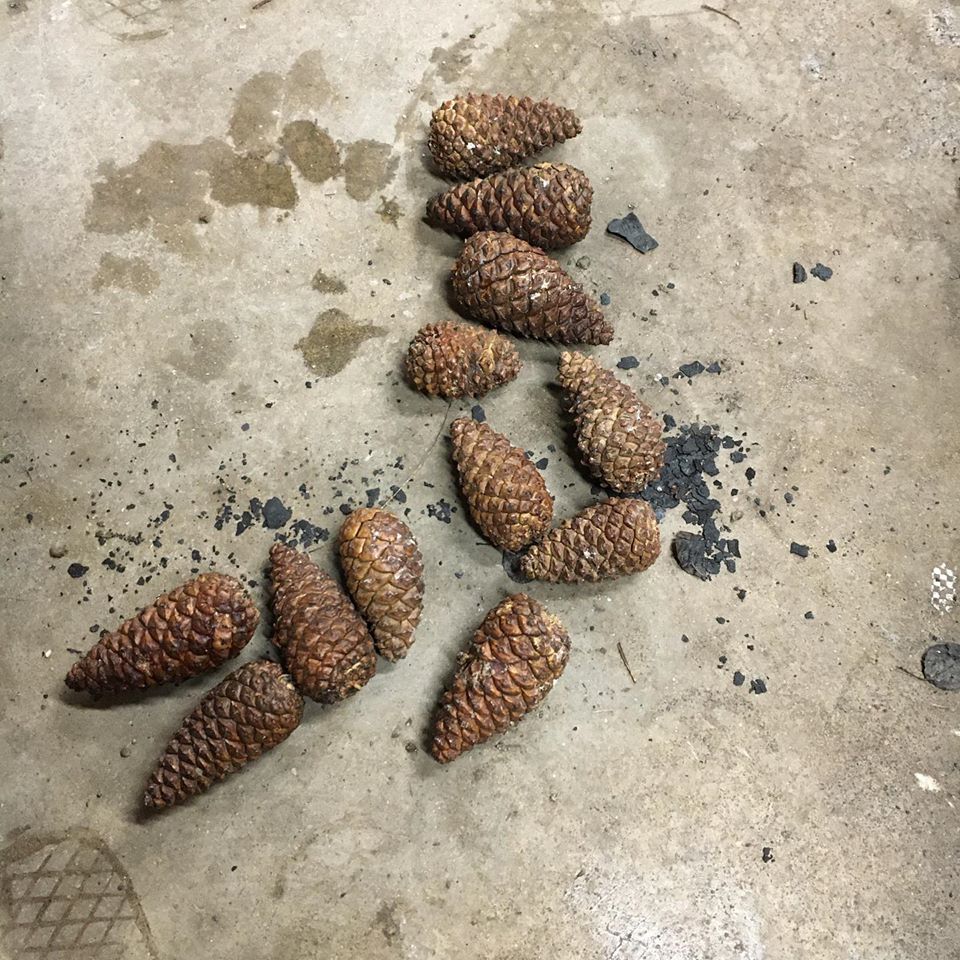 Squirrel Stash